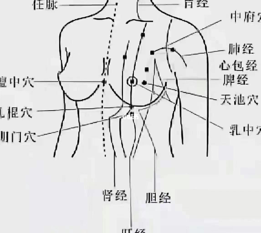 乳房九条经络图片