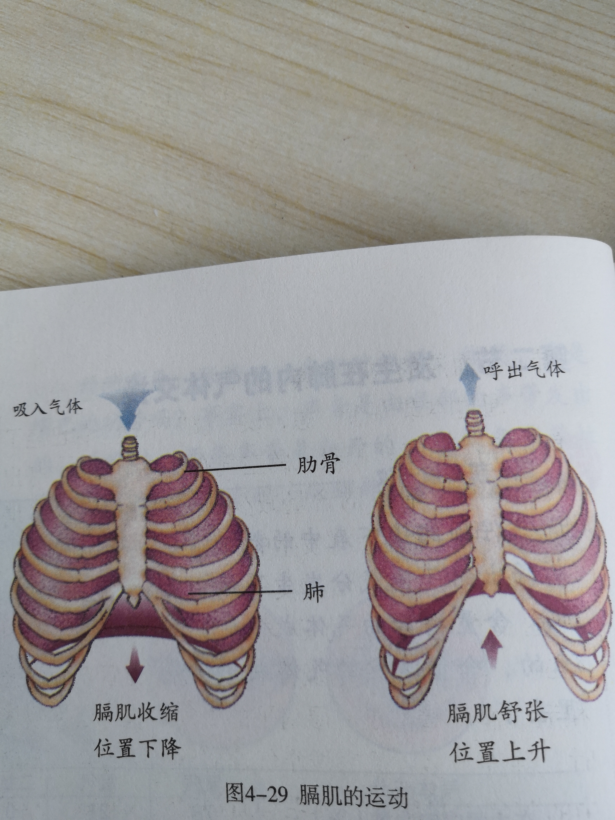 肺换气示意图图片