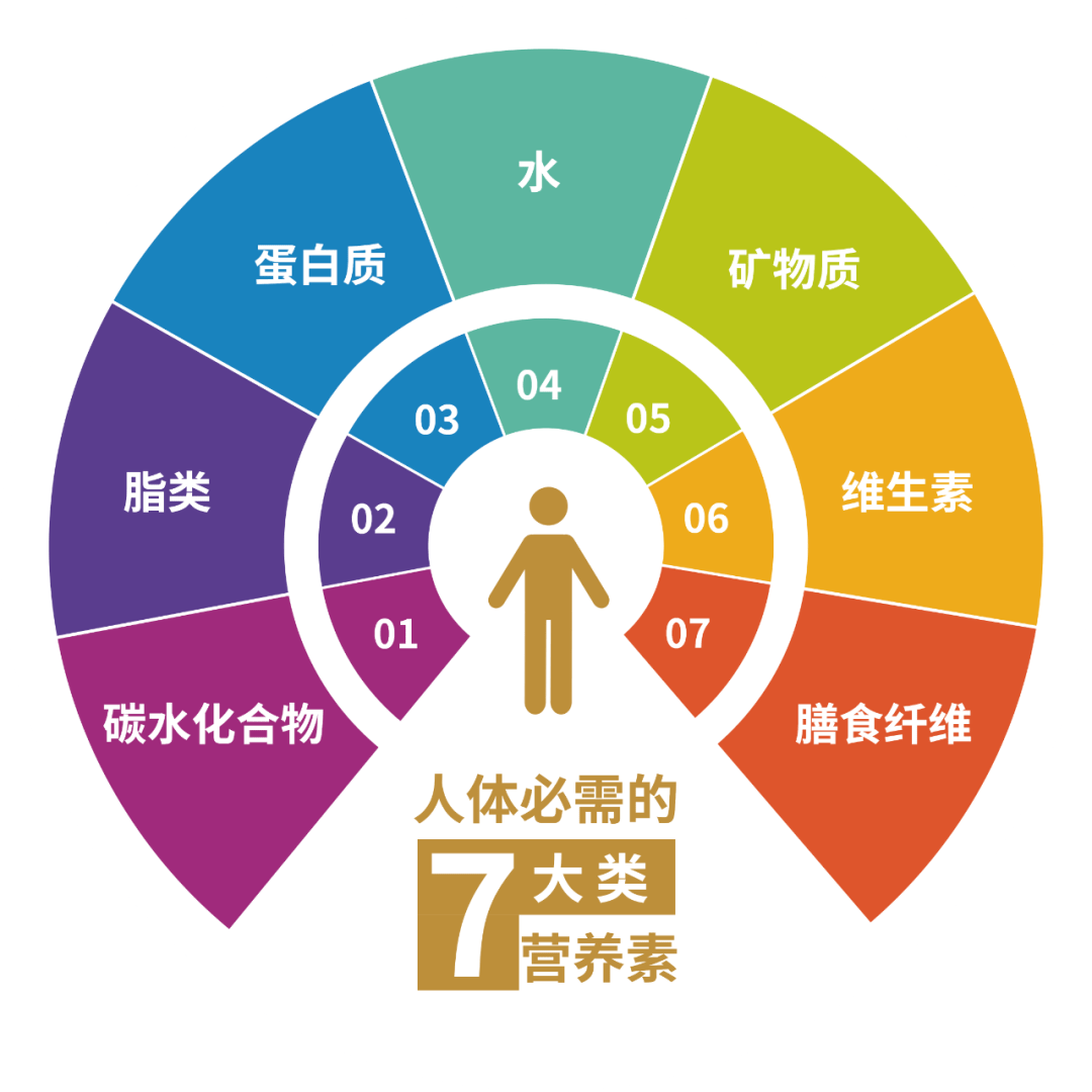 人体吸收营养的过程图