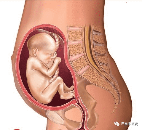 【产科】十月怀胎  胎儿发育全过程变化图