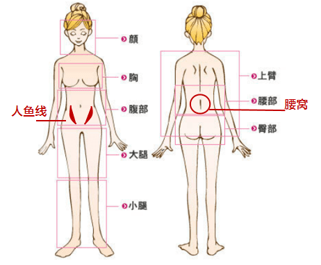 了解女人的身体部位